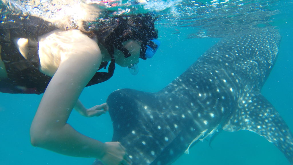 Bơi cùng cá mập voi - Whale Shark watching