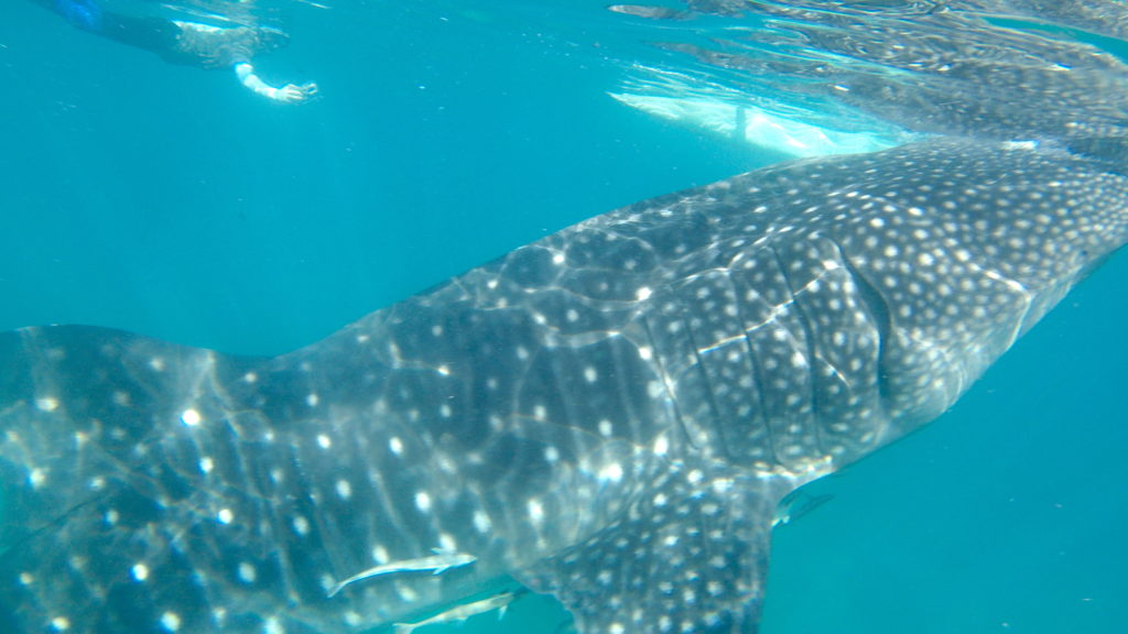 Bơi cùng cá mập voi - Whale Shark watching